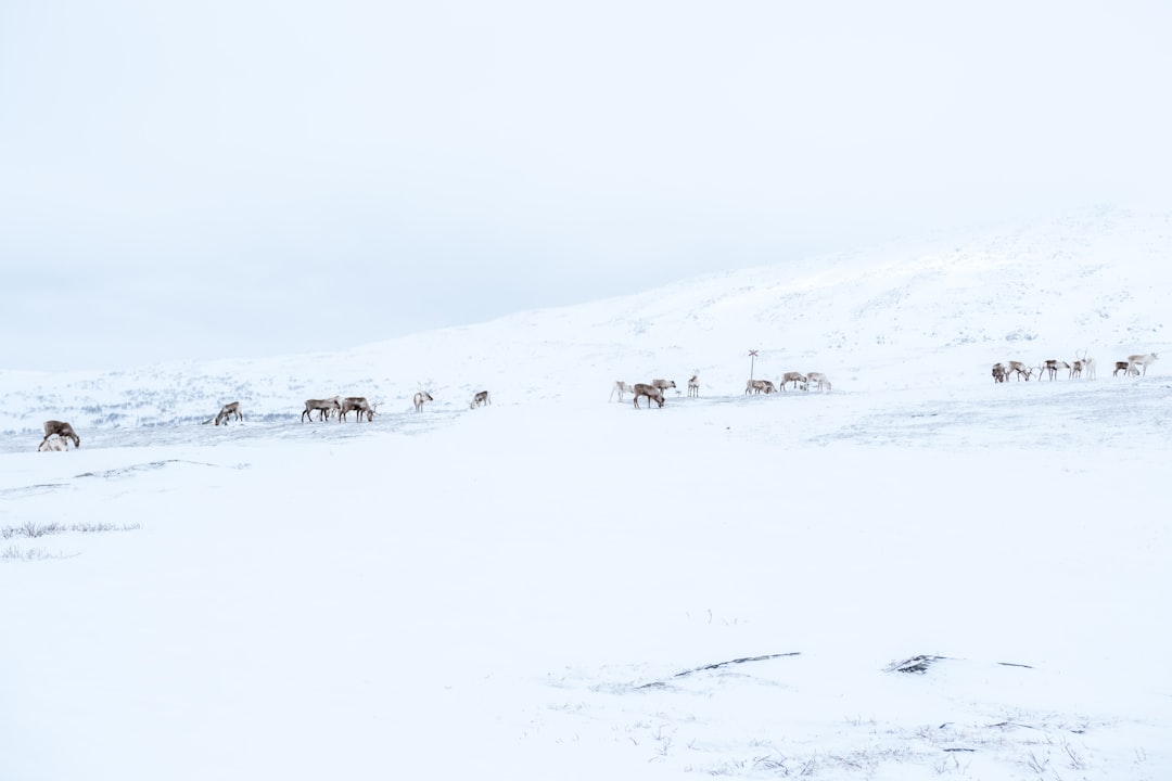 Photo Reindeer, Snow